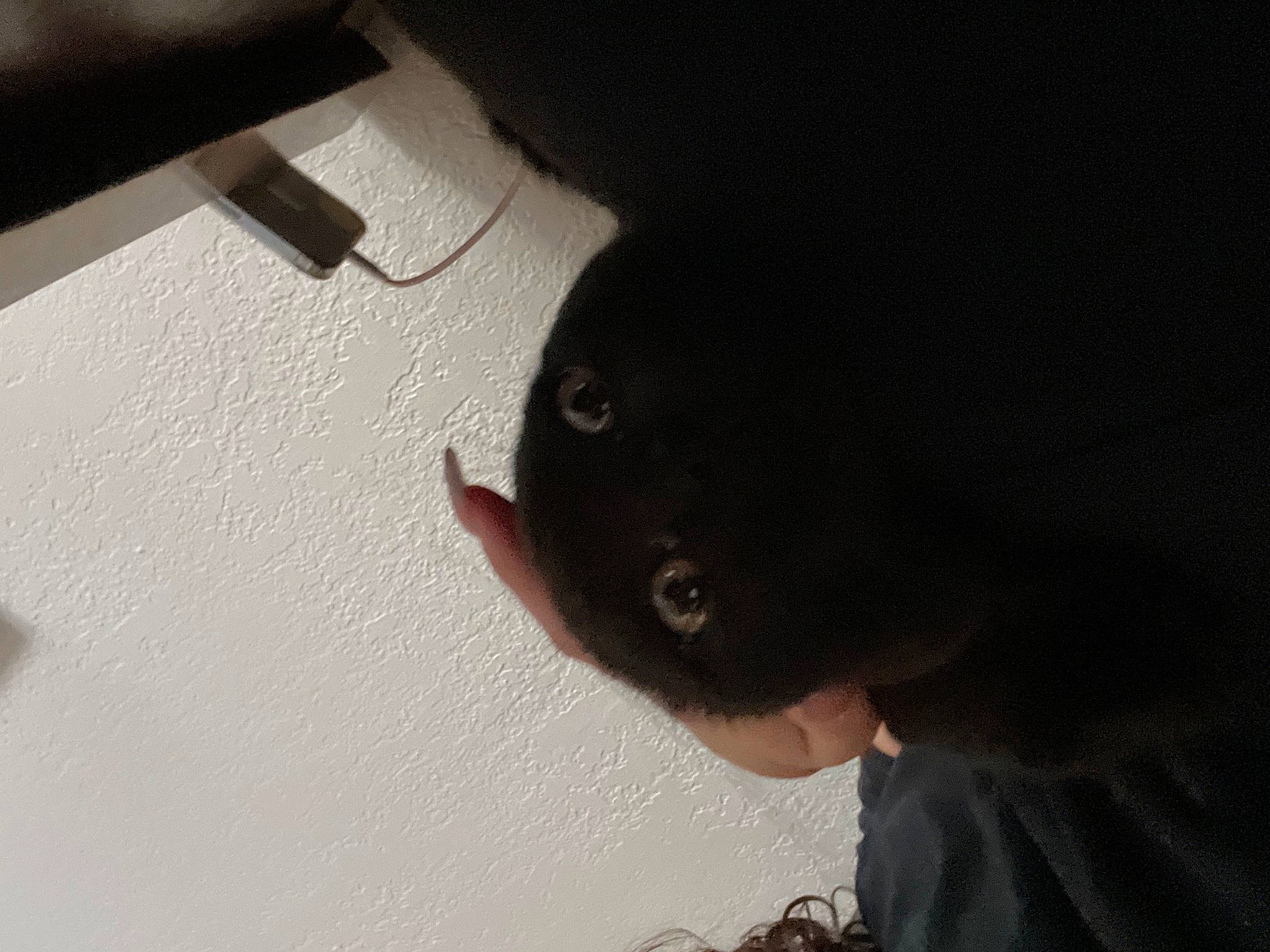 Ebony joined the competition — help win amazing prizes! black_cat, bombay, canidae, carnivore, cat, darkness, dog_breed, domestic_short_haired_cat, felidae, fur, human_body, small_to_medium_sized_cats, snout, sporting_group, tail, terrestrial_animal, whiskers, wood