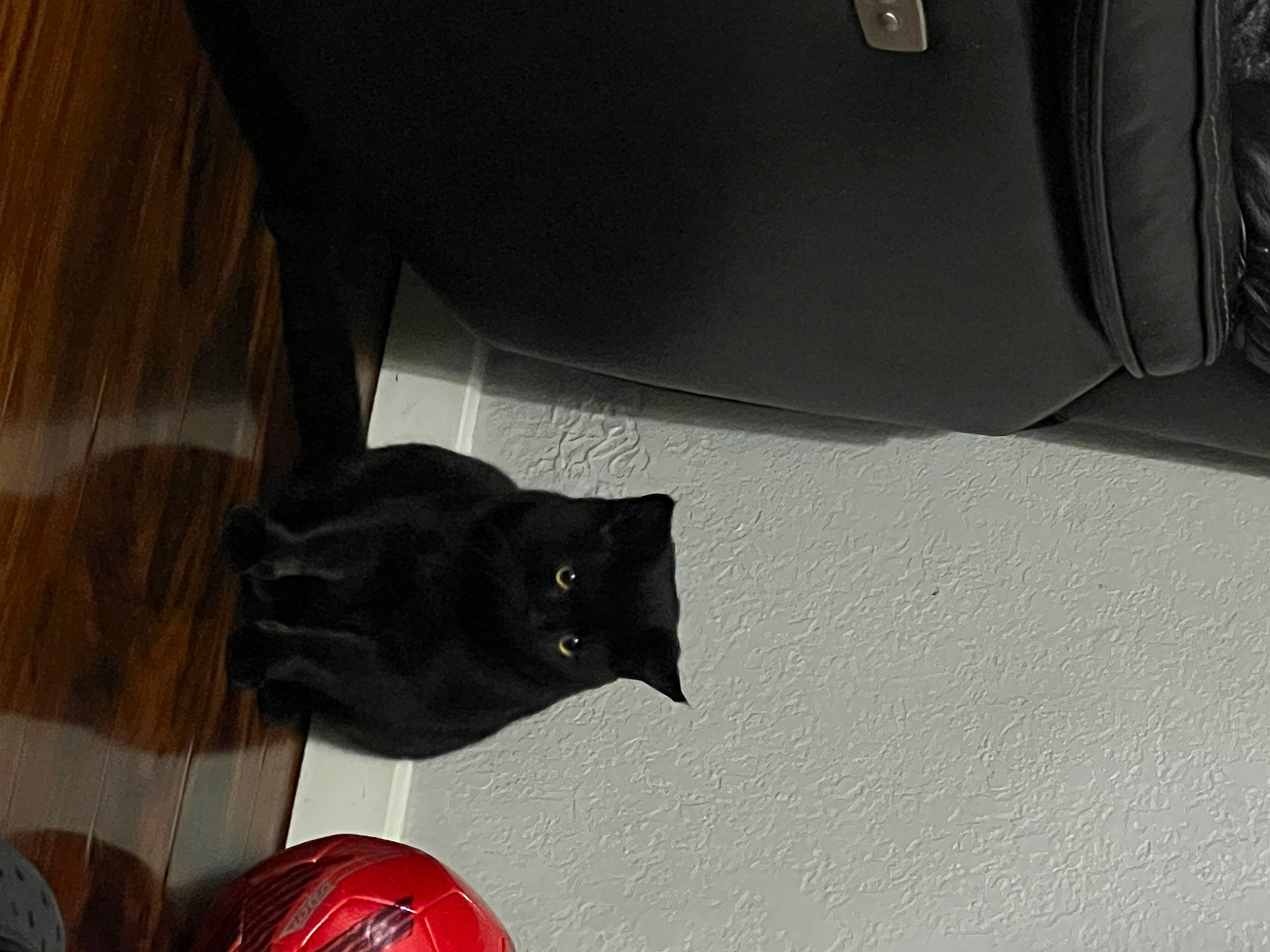 Ebony joined the competition — help win amazing prizes! auto_part, automotive_design, automotive_exterior, automotive_lighting, automotive_tire, bumper, carmine, carnivore, cat, felidae, fender, hood, motor_vehicle, rim, small_to_medium_sized_cats, tints_and_shades, toy, trunk, vehicle_door, whiskers