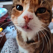Chloe is registered to the contest to win money with this photo: cat, calico_cat, close_up, pet, feline, whiskers, eyes, nose, open_mouth, fur, tabby, orange_fur, white_fur, brown_fur, sitting, indoor, home, portrait, curious, cute