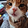cat, calico_cat, close_up, pet, feline, whiskers, eyes, nose, open_mouth, fur, tabby, orange_fur, white_fur, brown_fur, sitting, indoor, home, portrait, curious, cute
