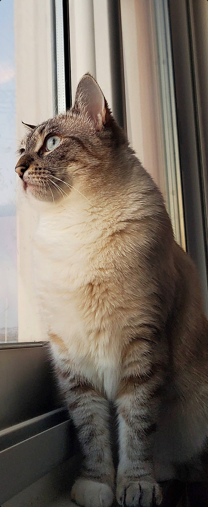 Roni participe au concours pour gagner de l'argent avec cette photo : carnivore, cat, domestic_short_haired_cat, door, fawn, felidae, fur, light, paw, sitting, small_to_medium_sized_cats, snout, tail, terrestrial_animal, thai, tree, whiskers, wildlife, window, wood