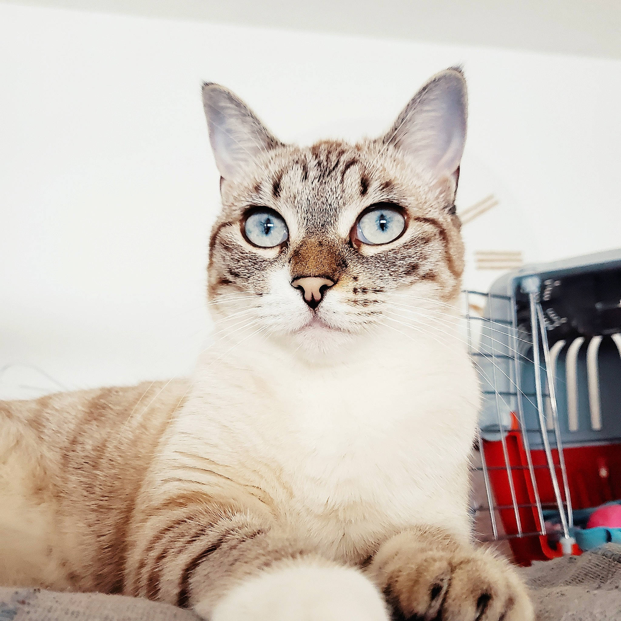 Roni a rejoint le concours — aidez-le/la à gagner de superbes lots ! art, carnivore, cat, comfort, domestic_short_haired_cat, felidae, fur, illustration, paint, paw, pet_supply, photo_caption, small_to_medium_sized_cats, snout, tail, terrestrial_animal, whiskers, wildlife, window