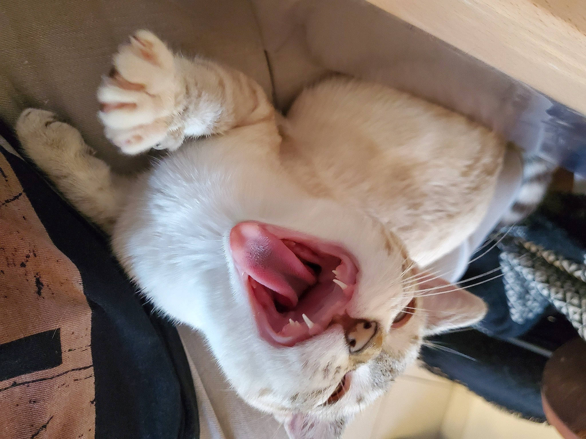 Roni a rejoint le concours — aidez-le/la à gagner de superbes lots ! carnivore, cat, claw, comfort, companion_dog, dog_breed, domestic_short_haired_cat, ear, fang, fawn, felidae, foot, fur, jaw, paw, small_to_medium_sized_cats, snout, tail, whiskers, yawn