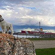 Falkor is registered to the contest to win money with this photo: dog, white_dog, rock, lichen, outdoor, cloudy_sky, ship, u.s._coast_guard, water, fence, harbor, grass, road, collar, standing, animal, nature, landscape, vessel, dock