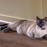 Oliver is registered to the contest to win money with this photo: cat, siamese, feline, indoor, wood_floor, wall, collar, pet, lounging, relaxed, eyes, whiskers, ears, portrait, closeup, adult_cat, home, resting, fur, side_eye