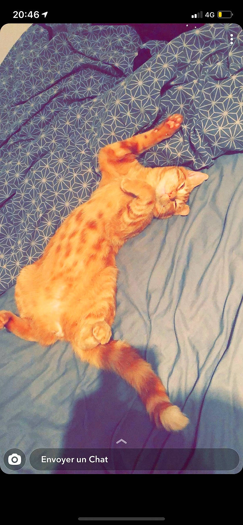 Loki a rejoint le concours — aidez-le/la à gagner de superbes lots ! carnivore, cat, claw, comfort, dog_breed, domestic_short_haired_cat, fawn, felidae, foot, fur, hat, linens, orange, paw, small_to_medium_sized_cats, snout, tail, terrestrial_animal, textile, whiskers