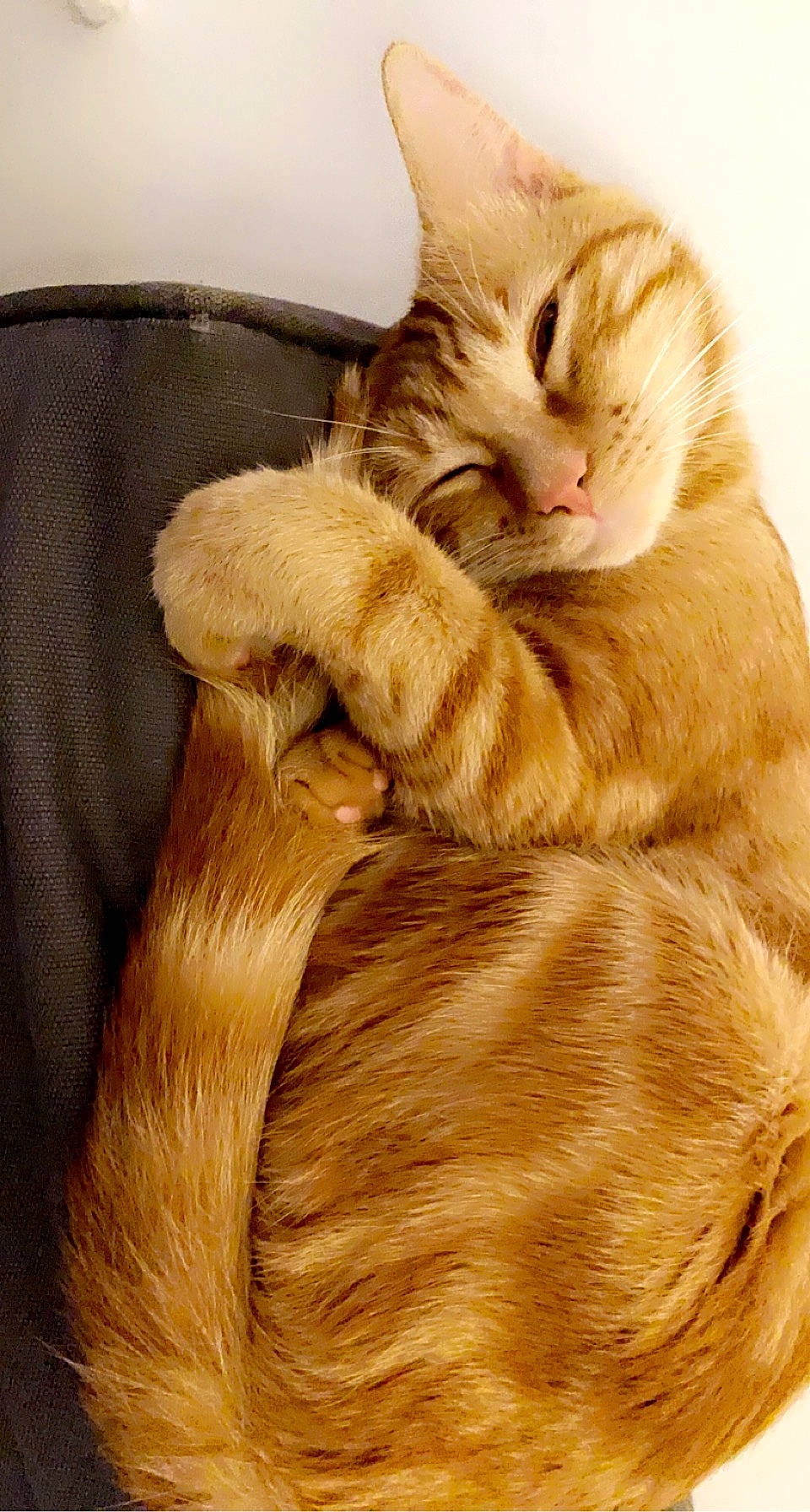 Loki participe au concours pour gagner de l'argent avec cette photo : carnivore, cat, claw, comfort, domestic_short_haired_cat, ear, fawn, felidae, foot, fur, gesture, nap, paw, small_to_medium_sized_cats, snout, tail, terrestrial_animal, whiskers, wood