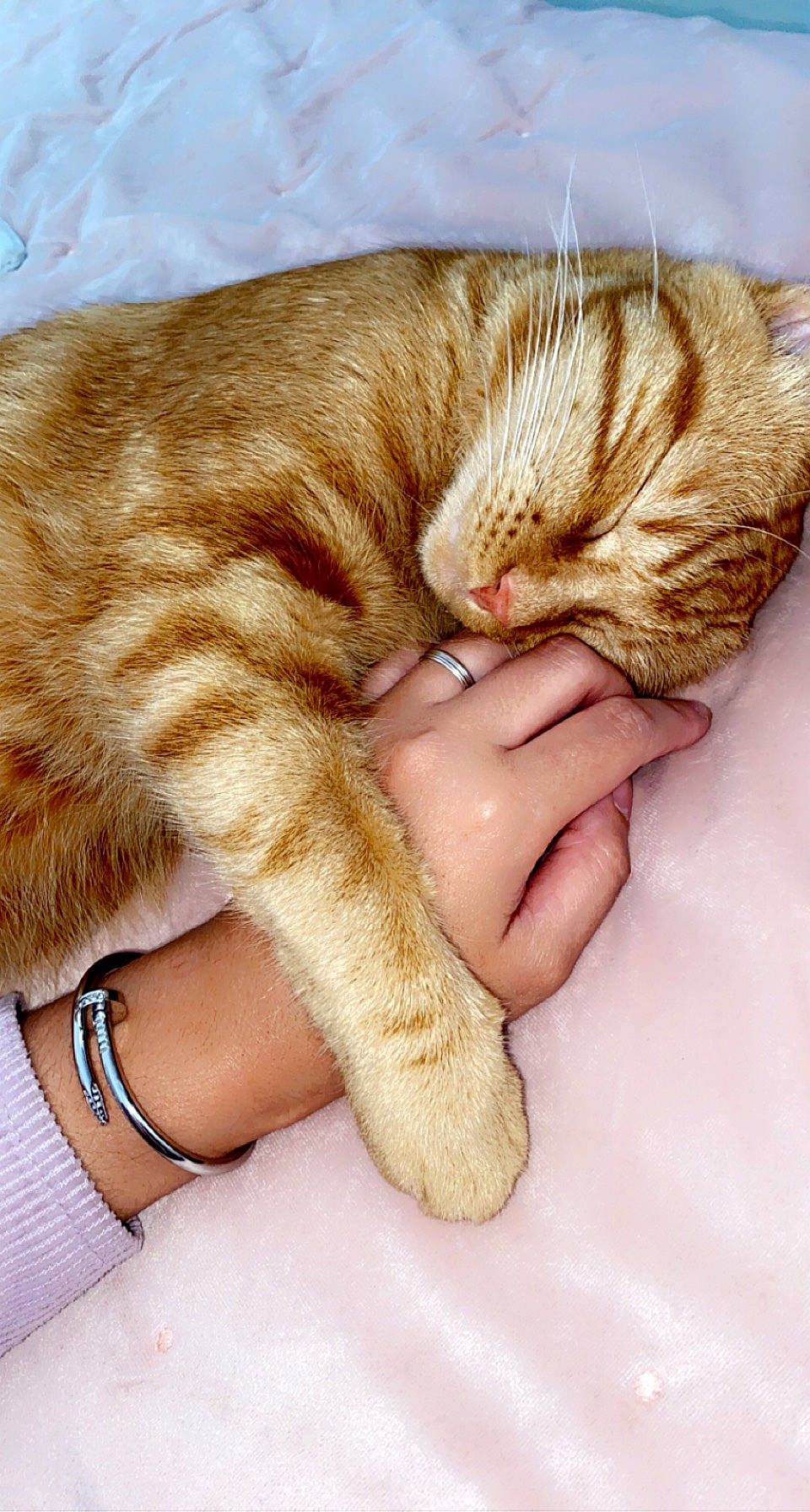 Loki a rejoint le concours — aidez-le/la à gagner de superbes lots ! arm, carnivore, cat, comfort, ear, eye, fawn, felidae, finger, gesture, hair, hand, head, leg, nail, small_to_medium_sized_cats, snout, tail, thumb, whiskers