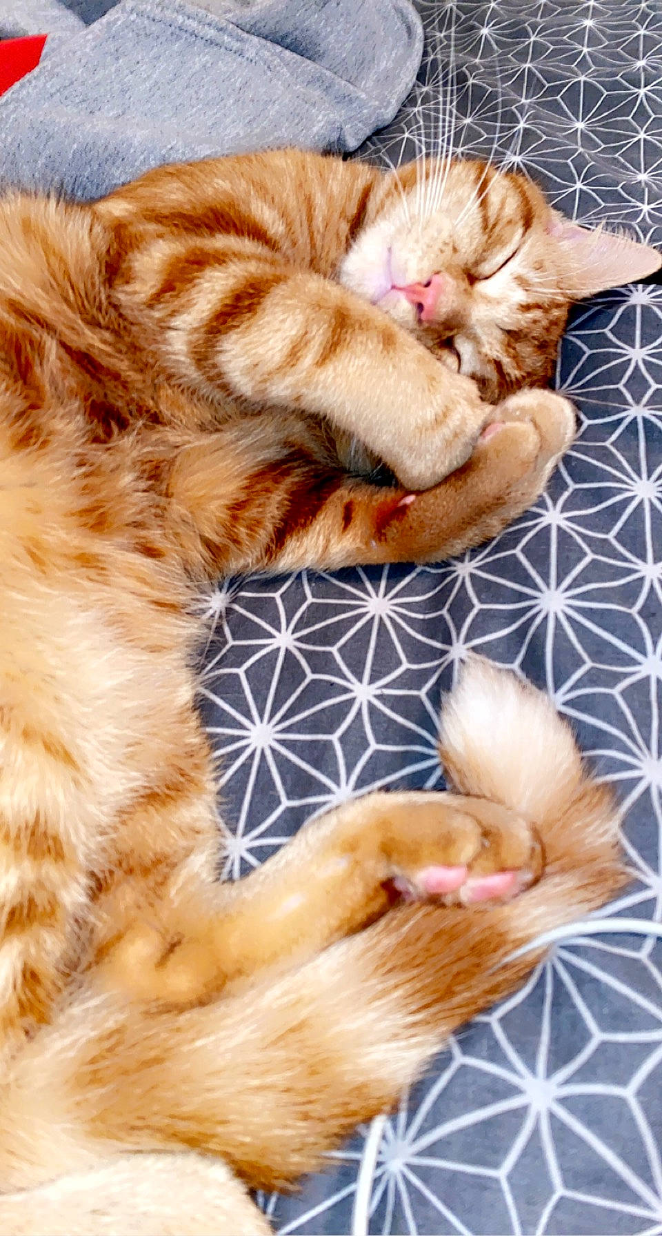 Loki a rejoint le concours — aidez-le/la à gagner de superbes lots ! carnivore, cat, cat_bed, claw, comfort, companion_dog, domestic_short_haired_cat, fawn, felidae, foot, fur, human_leg, linens, nap, paw, peach, small_to_medium_sized_cats, tail, whiskers, wool