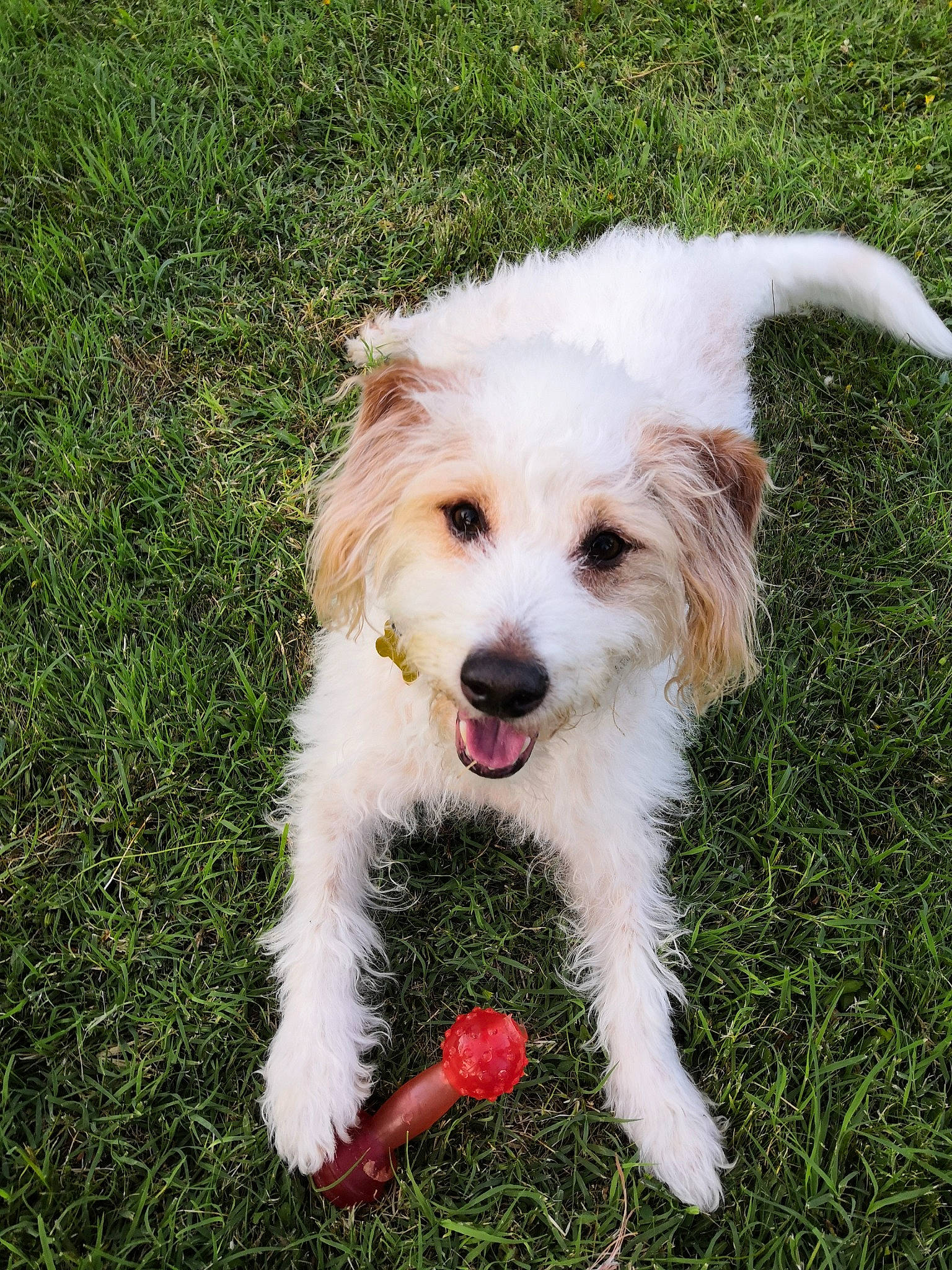 Kero a rejoint le concours — aidez-le/la à gagner de superbes lots ! canidae, carnivore, collar, companion_dog, dog, dog_breed, dog_collar, dog_supply, fur, hunting_dog, maltepoo, mammal, small_terrier, snout, sporting_group, terrier, tongue, toy_dog, vertebrate, working_animal