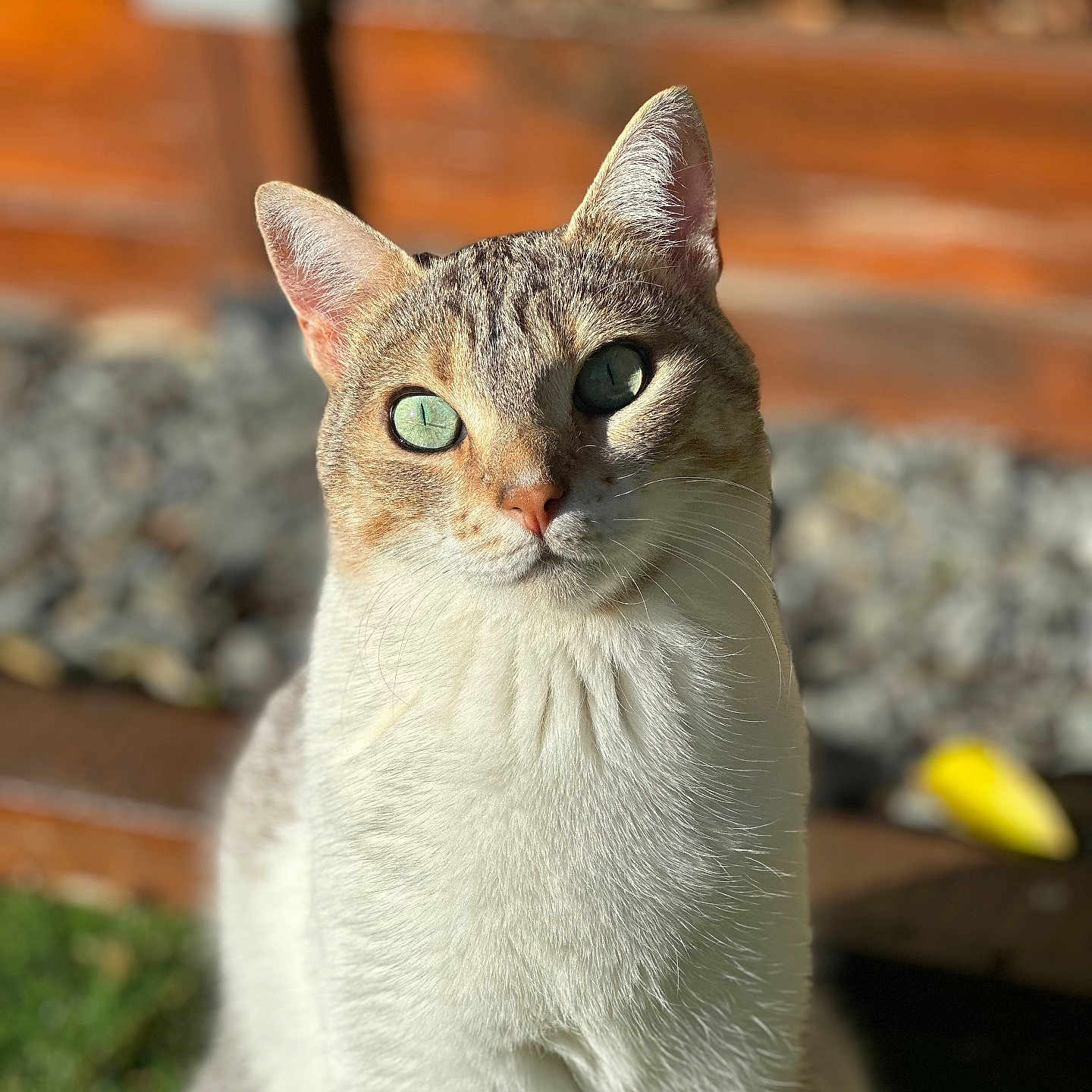 Lilou participe au concours pour gagner de l'argent avec cette photo : animal, background_blur, cat, close_up, curious, cute, daylight, domestic_cat, feline, fur, green_eyes, mammal, nature, outdoor, pet, portrait, sitting, soft_light, sunlight, whiskers