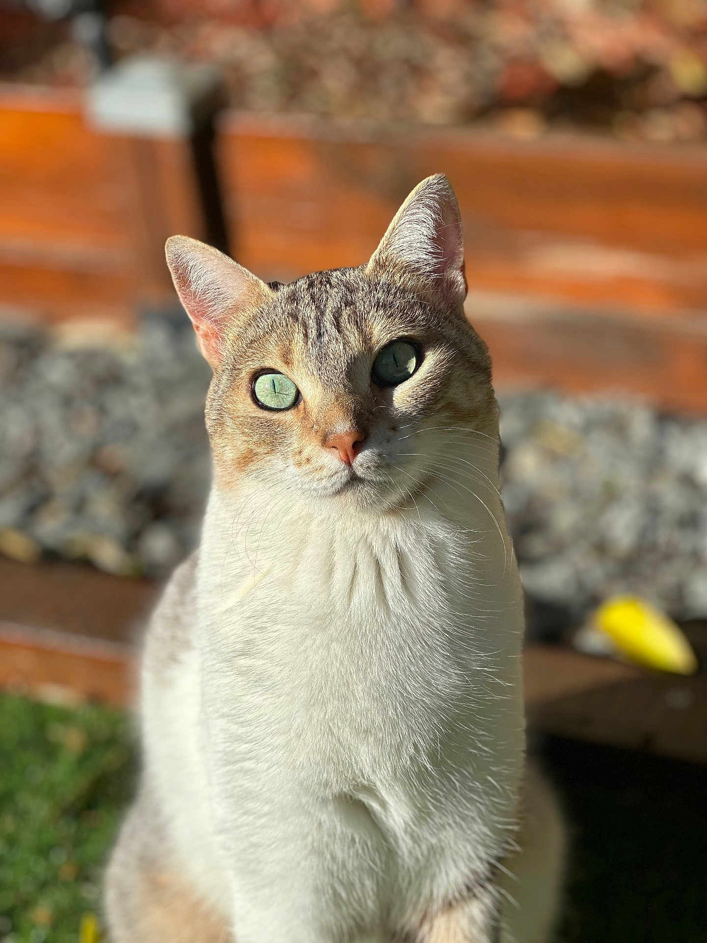 Lilou
