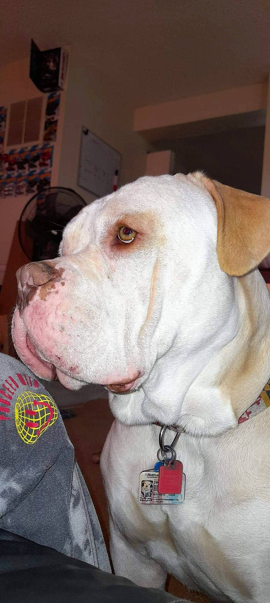 Zero joined the competition — help win amazing prizes! canidae, carnivore, collar, companion_dog, dog, dog_breed, dog_collar, dog_supply, ear, fawn, fur, home_appliance, leash, liver, mammal, pet_supply, snout, sporting_group, whiskers, working_animal