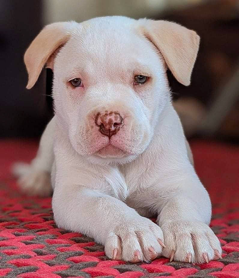 Zero joined the competition — help win amazing prizes! canidae, carnivore, close_up, companion_dog, dog, dog_breed, fawn, flooring, fur, non_sporting_group, paw, photography, snout, sporting_group, terrestrial_animal, whiskers, working_animal