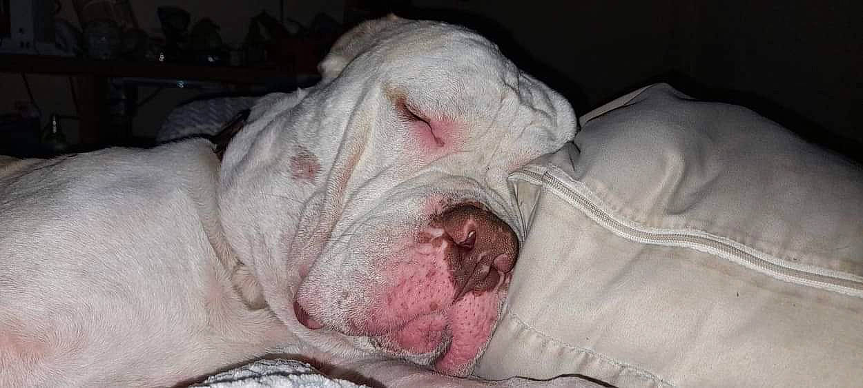 Zero joined the competition — help win amazing prizes! canidae, carnivore, comfort, dog, dog_breed, fawn, flesh, fur, grey, jaw, non_sporting_group, sleep, snout, sporting_group, terrestrial_animal, whiskers, wrinkle