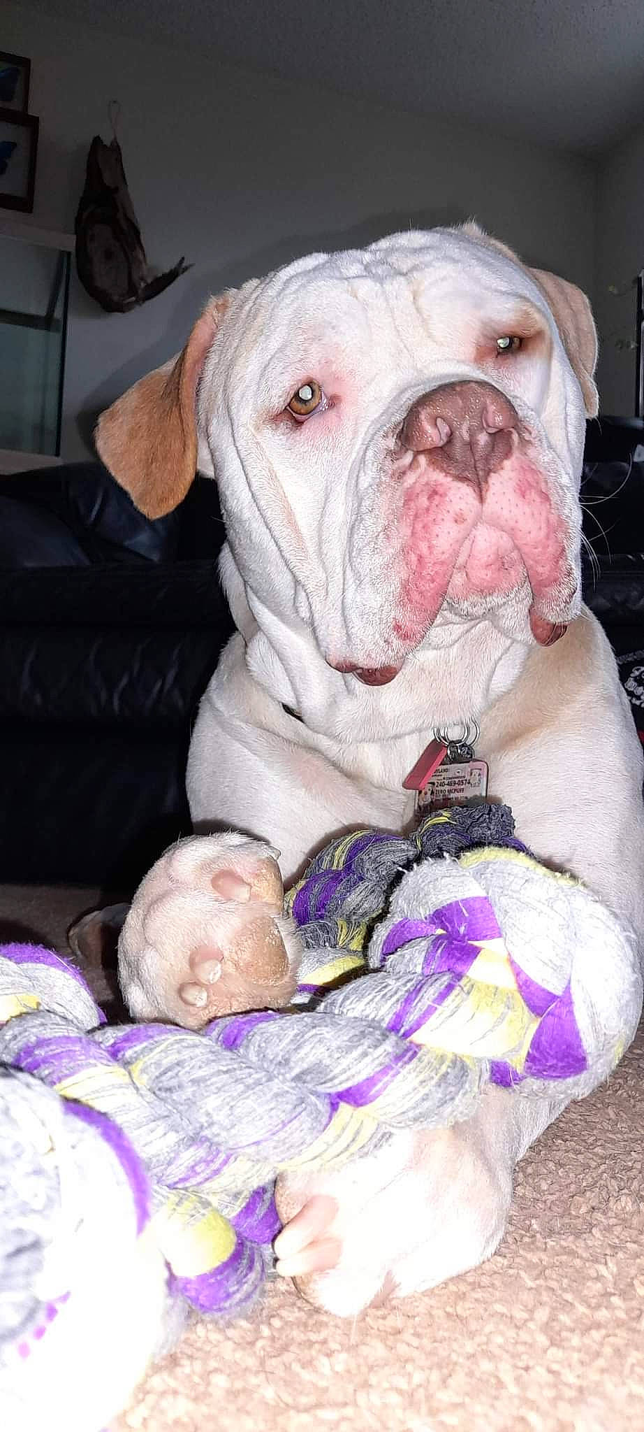 Zero is registered to the contest to win money with this photo: baby, bulldog, carnivore, comfort, companion_dog, dog, dog_breed, fawn, flesh, fur, molosser, non_sporting_group, pink, snout, sporting_group, terrestrial_animal, working_animal, wrinkle