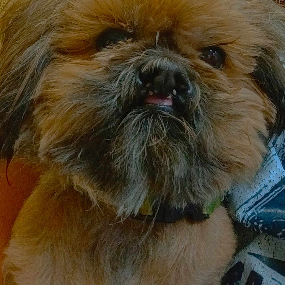 Ronald Jefferson is registered to the contest to win money with this photo: animal, beard, brown, canine, close_up, collar, companion, cute, dog, domestic_animal, expression, face, fluffy, friend, furry, indoor, pet, portrait, scruffy, underbite