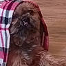 Ronald Jefferson joined the competition — help win amazing prizes! animal, blanket, brown_fur, close_up, comfort, cozy, cute, dog, domestic_animal, fur, furry, indoor, laying_down, pet, plaid, relaxation, resting, sleepy, warmth, wooden_floor