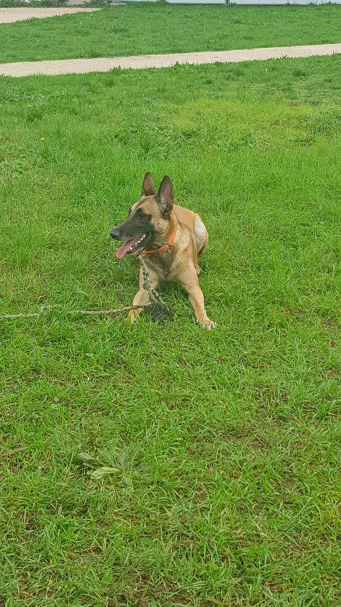 Athéna participe au concours pour gagner de l'argent avec cette photo : belgian_shepherd, belgian_shepherd_malinois, canidae, carnivore, dog, dog_breed, fawn, german_shepherd_dog, grass, herding_dog, lawn, mammal, plant, vertebrate, working_dog