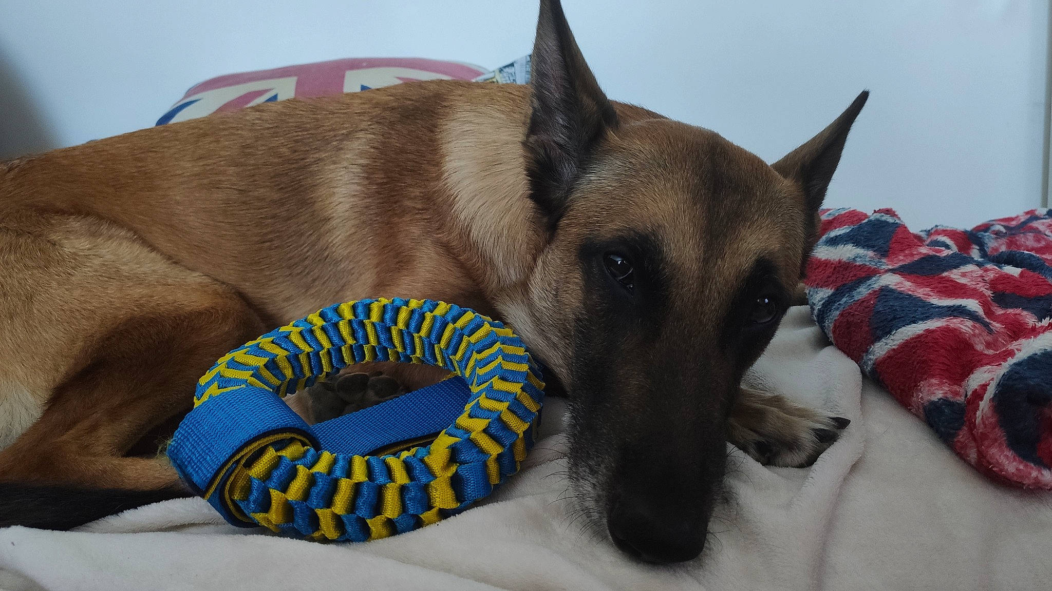 Athéna a rejoint le concours — aidez-le/la à gagner de superbes lots ! canidae, carnivore, dog, dog_breed, fawn, mammal, snout, vertebrate