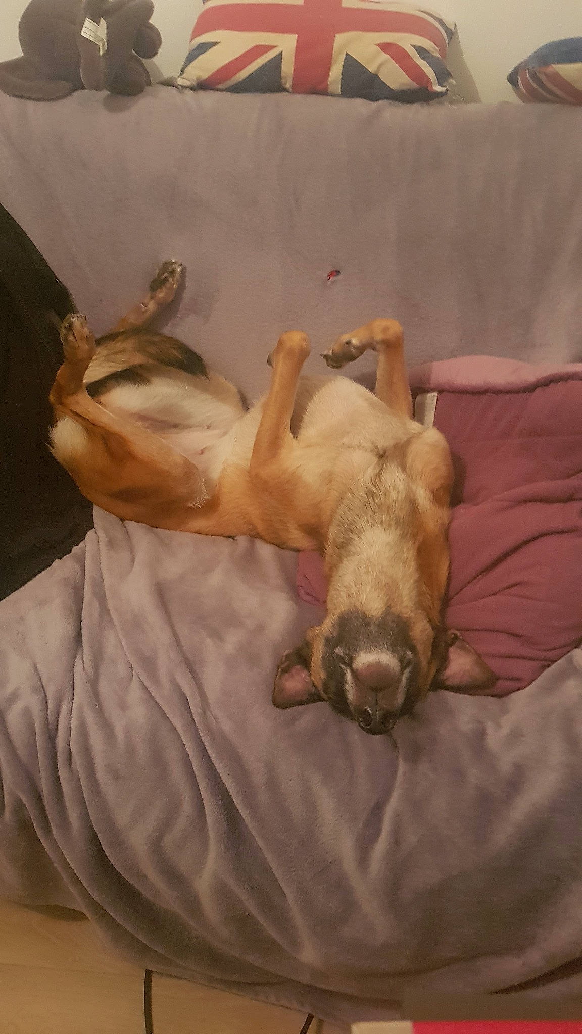 Athéna a rejoint le concours — aidez-le/la à gagner de superbes lots ! canidae, carnivore, dog, dog_breed, fawn, lurcher, nap, puppy, sleep, sporting_group, tail