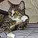 Ramona Meowers