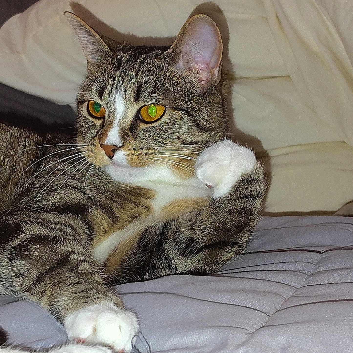 Ramona Meowers is registered to the contest to win money with this photo: animal, bed, cat, closeup, cozy, cute, domestic_cat, feline, fur, indoor, paws, pet, quilt, relaxed, resting, sleepy, soft, tabby, whiskers, yellow_eyes