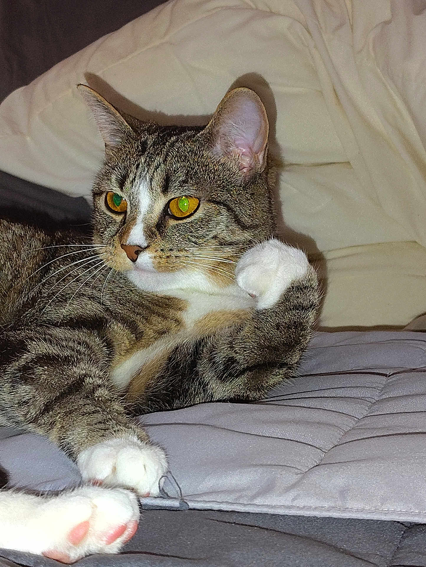 Ramona Meowers is registered to the contest to win money with this photo: cat, tabby, pet, animal, yellow_eyes, paws, whiskers, fur, indoor, quilt, bed, resting, relaxed, cute, feline, closeup, domestic_cat, soft, cozy, sleepy