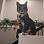 Ramona Meowers is registered to the contest to win money with this photo: cat, tabby, pet, indoor, stairs, ledges, plants, collar, pets_accessory, feline, animal, whiskers, ears, paws, tail, lighting, ceiling_light, decor, home, curious