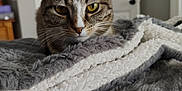 Ramona Meowers joined the competition — help win amazing prizes! cat, tabby, pet, indoor, blanket, cozy, furniture, door, fur, close_up, animal, mammal, whiskers, yellow_eyes, soft_texture, relaxed, home, comfort, curious, domestic