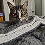 cat, tabby, pet, indoor, blanket, cozy, furniture, door, fur, close_up, animal, mammal, whiskers, yellow_eyes, soft_texture, relaxed, home, comfort, curious, domestic