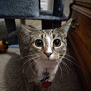 Ramona Meowers is registered to the contest to win money with this photo: cat, tabby, pet, indoor, carpet, collar, tag, feline, whiskers, curious, animal, closeup, eyes, ears, dresser, furniture, cat_tree, domestic, mammal, household