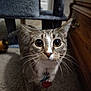 cat, tabby, pet, indoor, carpet, collar, tag, feline, whiskers, curious, animal, closeup, eyes, ears, dresser, furniture, cat_tree, domestic, mammal, household