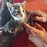 Avril participe au concours pour gagner de l'argent avec cette photo : kitten, cat, tabby, gray_cat, white_cat, hands, human, pet, animal, cute, playful, curious, indoor, tablecloth, orange, red, fur, whiskers, young, domestic_cat