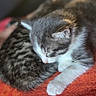 Avril a rejoint le concours — aidez-le/la à gagner de superbes lots ! kitten, cat, sleeping, fur, paw, closeup, cute, pet, animal, cozy, resting, soft, texture, orange, blanket, domestic, young, whiskers, feline, relaxation