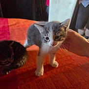Avril a rejoint le concours — aidez-le/la à gagner de superbes lots ! kitten, cat, pet, animal, indoor, blanket, orange, white, gray, hand, feline, curious, young, cute, domestic, table, chair, background, people, cozy