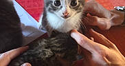 Avril a rejoint le concours — aidez-le/la à gagner de superbes lots ! kitten, cat, hands, tablecloth, orange, red, pet, cute, feline, young, domestic_animal, indoor, fur, whiskers, animal, small, curious, holding, touching, person