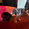 Ozzy a rejoint le concours — aidez-le/la à gagner de superbes lots ! animal, cat, cozy, curious, cute, domestic, furniture, furry, hand, indoor, kitten, mammal, orange, pet, red, resting, small, tablecloth, two_animals, young