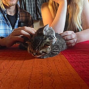 Ozzy participe au concours pour gagner de l'argent avec cette photo : animal, cat, cozy, cuddle, cute, feline, hand, indoor, kitten, long_hair, orange, person, pet, plaid_shirt, red, resting, sleeping, stacked, tablecloth, watch