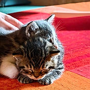 Ozzy participe au concours pour gagner de l'argent avec cette photo : kitten, cat, sleeping, snuggling, feline, pet, animal, cozy, blanket, hand, resting, cute, domestic_animal, fur, whiskers, indoor, soft, warm, companion, nap