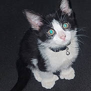 Spider Monkey is registered to the contest to win money with this photo: kitten, cat, black_and_white, pet, collar, bell, eyes, whiskers, cute, small, fur, animal, sitting, looking_up, indoor, dark_background, young, adorable, portrait, feline