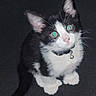 kitten, cat, black_and_white, pet, collar, bell, eyes, whiskers, cute, small, fur, animal, sitting, looking_up, indoor, dark_background, young, adorable, portrait, feline
