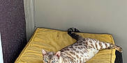 Sapphire joined the competition — help win amazing prizes! cat, yellow_cushion, wicker_table, door, indoor, relaxed, stretching, spotted_cat, feline, pet, animal, resting, fur_pattern, blue_eyes, paw, tail, texture, wall, home, quiet