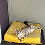cat, yellow_cushion, wicker_table, door, indoor, relaxed, stretching, spotted_cat, feline, pet, animal, resting, fur_pattern, blue_eyes, paw, tail, texture, wall, home, quiet