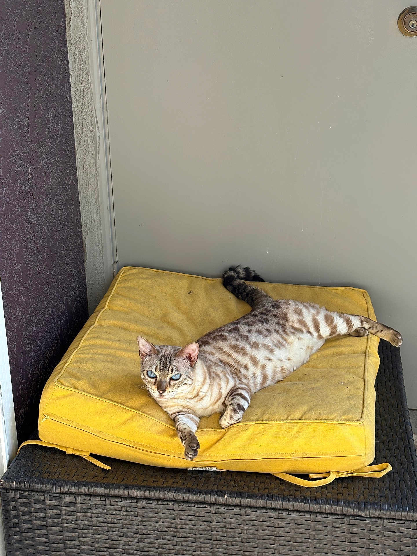 Sapphire joined the competition — help win amazing prizes! cat, yellow_cushion, wicker_table, door, indoor, relaxed, stretching, spotted_cat, feline, pet, animal, resting, fur_pattern, blue_eyes, paw, tail, texture, wall, home, quiet
