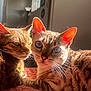 Sapphire joined the competition — help win amazing prizes! cat, cats, indoor, sunlight, orange_blanket, whiskers, ears, feline, pet, relaxing, cozy, closeup, home, window_light, fur, two_animals, domestic_cat, resting, cute, companion