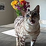 Sapphire is registered to the contest to win money with this photo: cat, blue_eyes, spotted_fur, meowing, table, flowers, bouquet, yellow_flowers, red_flower, purple_flowers, indoor, wooden_table, pet, animal, feline, whiskers, ears, curious, close_up, domestic_cat