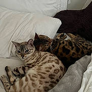 Sapphire is registered to the contest to win money with this photo: cat, cats, bed, blanket, cozy, fur, animal, pet, resting, sleeping, indoor, white, brown, spotted, cute, domestic, feline, relaxing, pair, companion