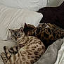 cat, cats, bed, blanket, cozy, fur, animal, pet, resting, sleeping, indoor, white, brown, spotted, cute, domestic, feline, relaxing, pair, companion