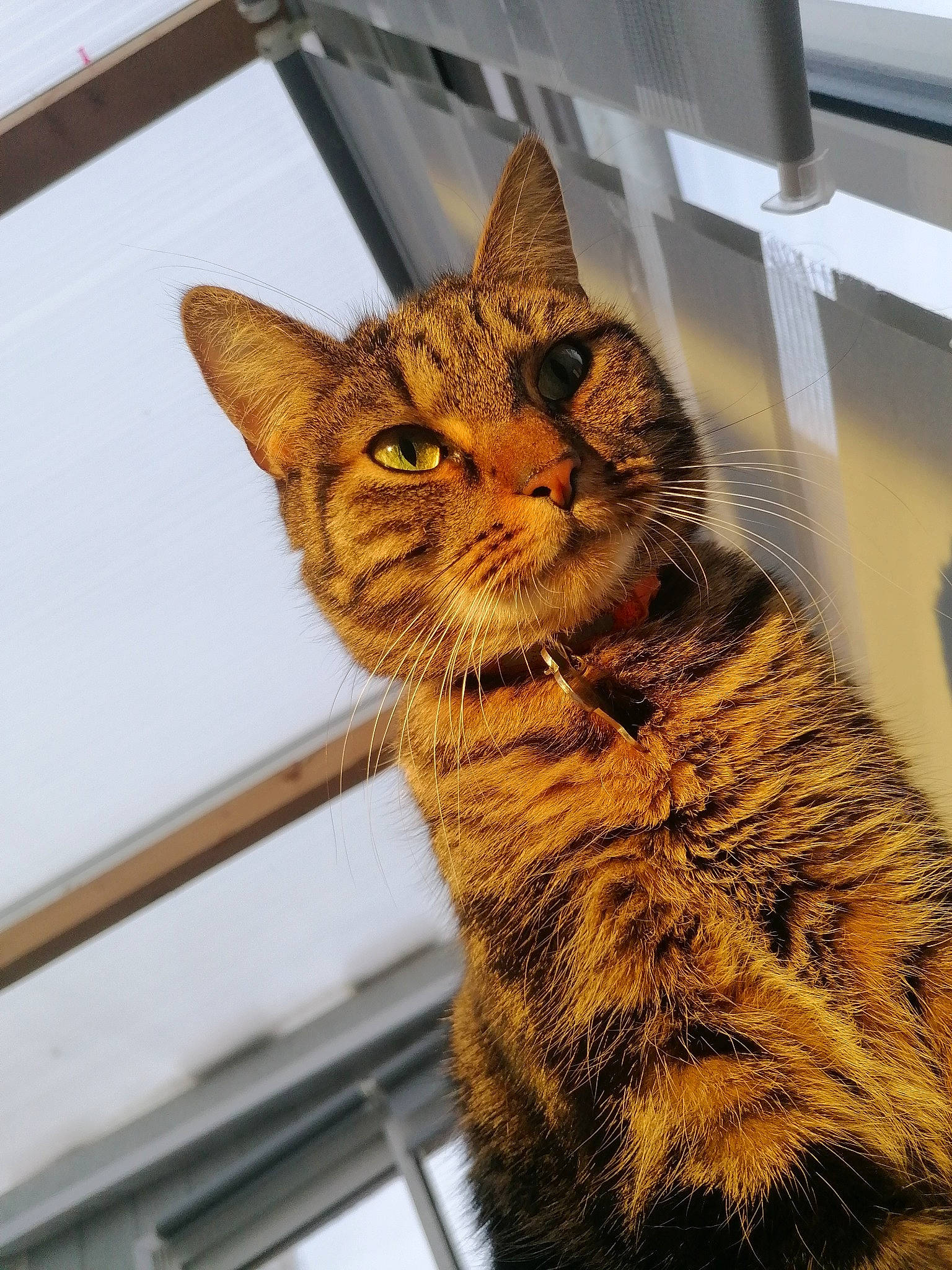 Ohana participe au concours pour gagner de l'argent avec cette photo : carnivore, cat, claw, domestic_short_haired_cat, felidae, fur, metal, paw, small_to_medium_sized_cats, snout, tail, terrestrial_animal, whiskers, wildlife, window